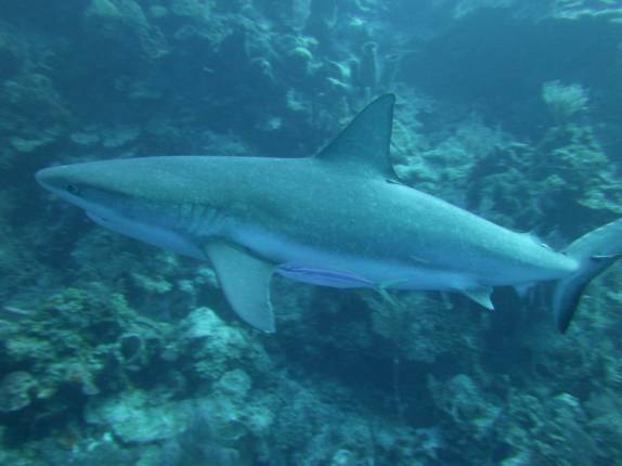Nadando lado à lado com os belíssimos Caribbean Gray Reef Sharks, durante mergulho em Half Moon Wall, perto do Blue Hole, na grande barreira de corais de Belize